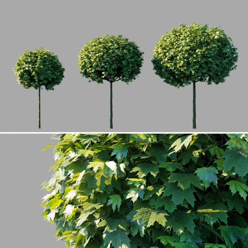 Acer platanoides 'Royal Red'