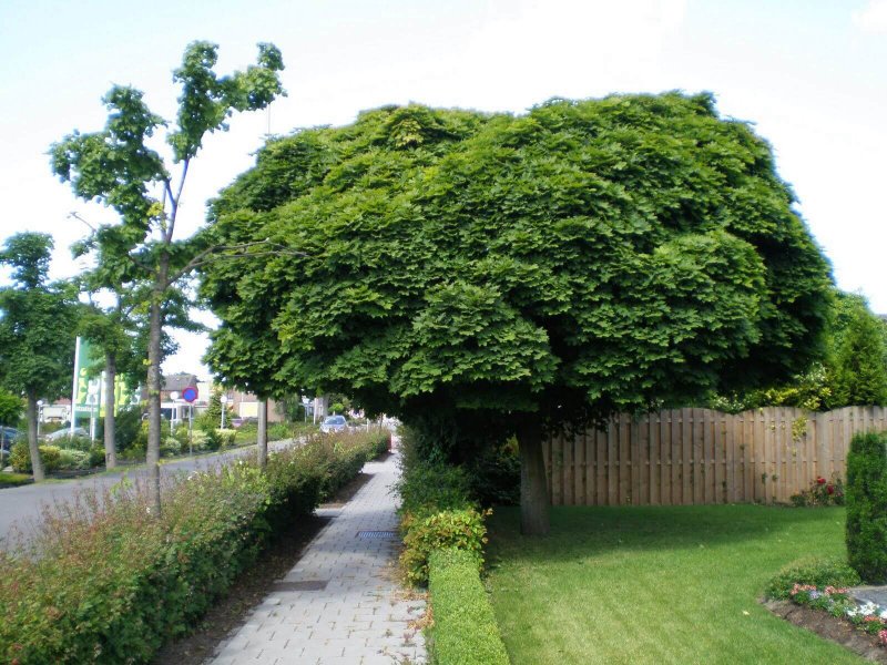 Робиния псевдоакация Umbraculifera