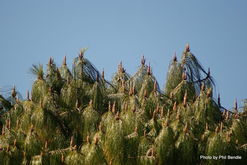 Pinus monophylla