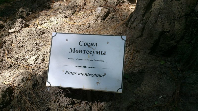 Сосна яйцеплодная
