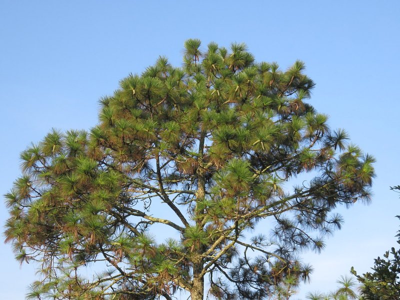 Сосна Excelsa wallichiana