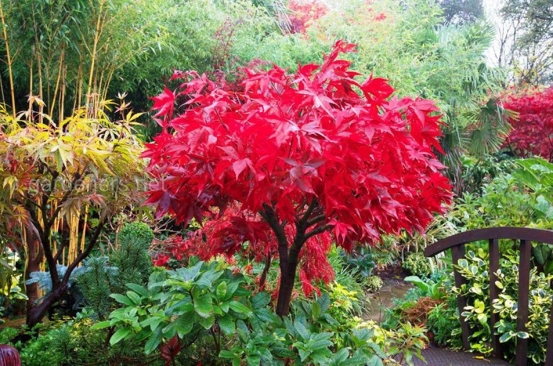 Acer palmatum Osakazuki