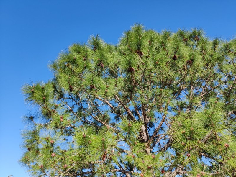 Pinus tabuliformis