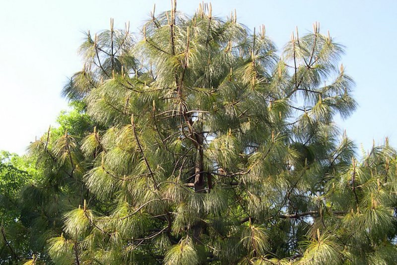 Pinus montezumae