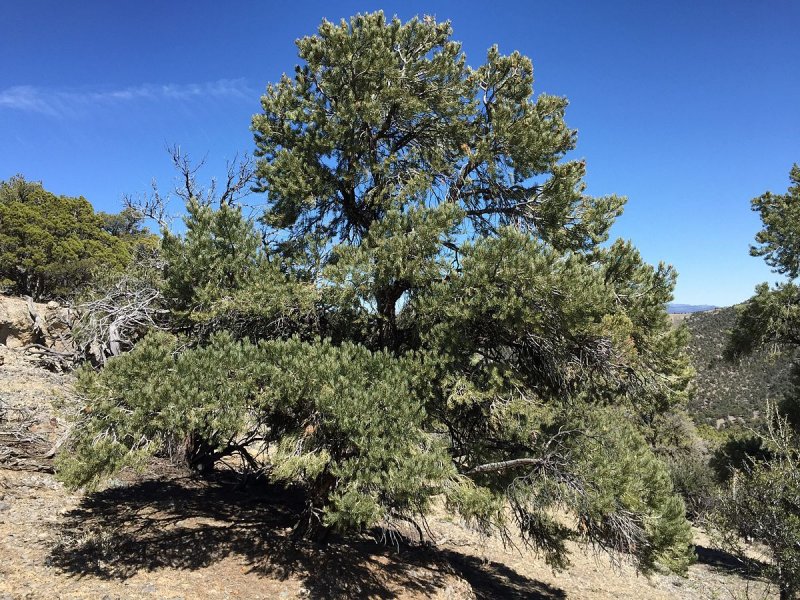Pinus Taeda