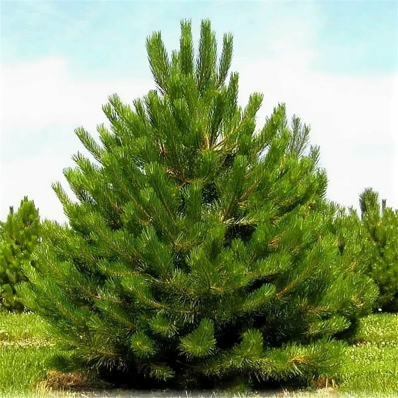 Picea Breweriana 'kohout's Dwarf'