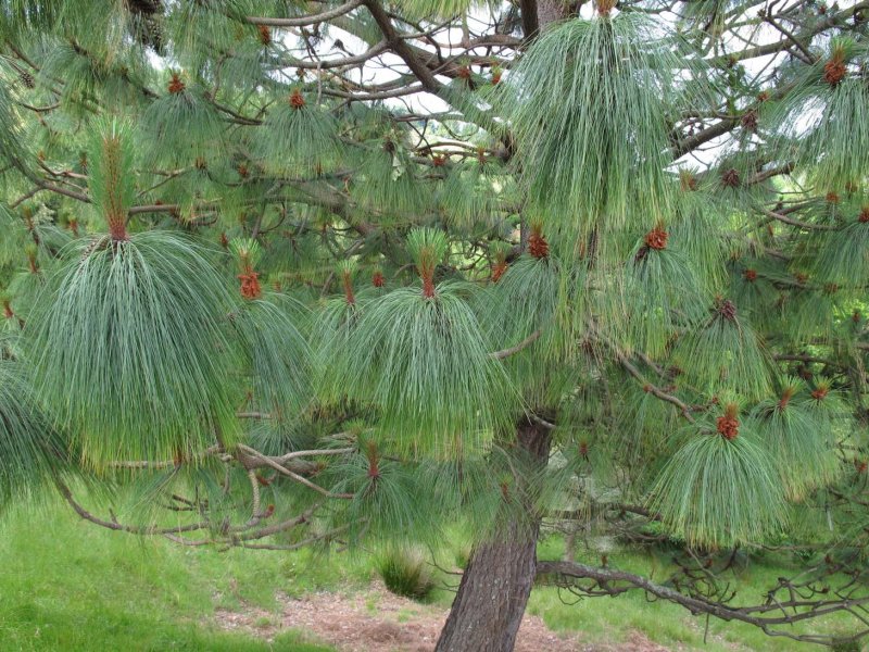 Pinus montezumae