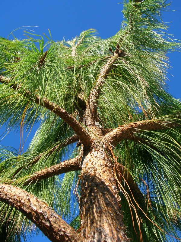 Сосна Болотная Pinus palustris