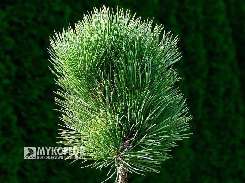 Сосна Роксбурга Pinus roxburghii