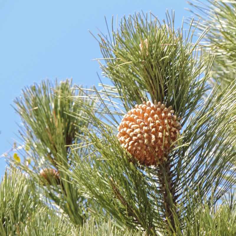 Pinus patula