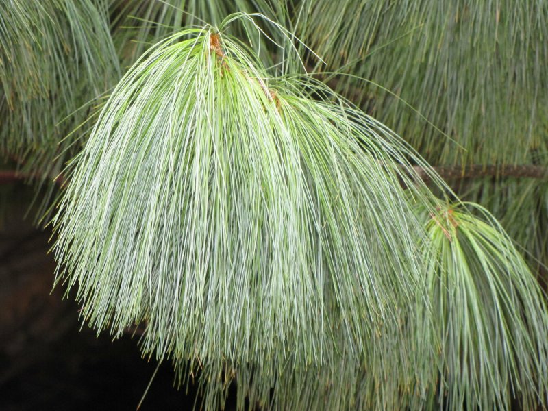 Pinus Michoacana