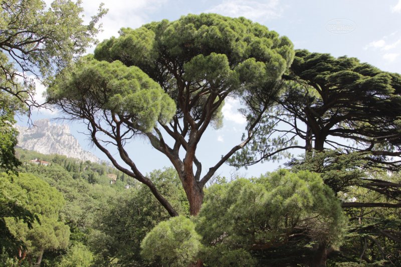 Сосна Болотная Pinus palustris