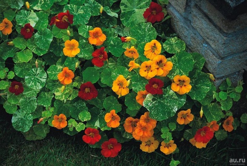 Настурция трехцветная (Tropaeolum Tricolor)