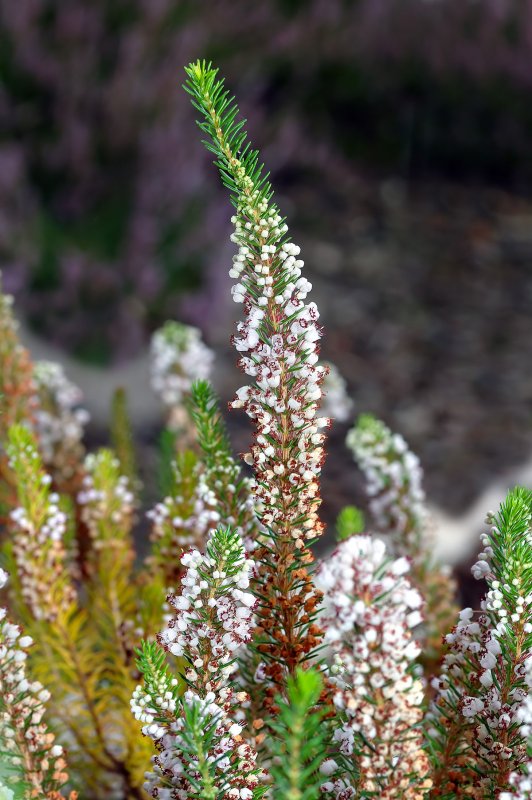 Erica Vagans