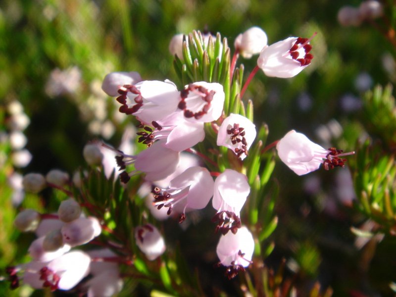 Erica Vagans