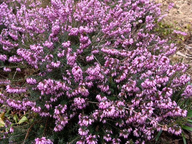Эрика розовая carnea