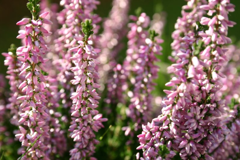 Эрика carnea praecox rubra