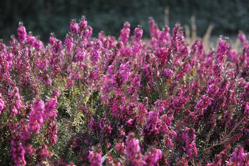 Erica cinerea