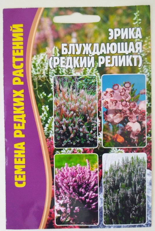 Erica Vagans