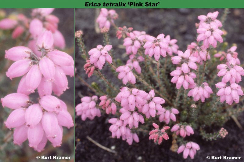 Erica carnea растение