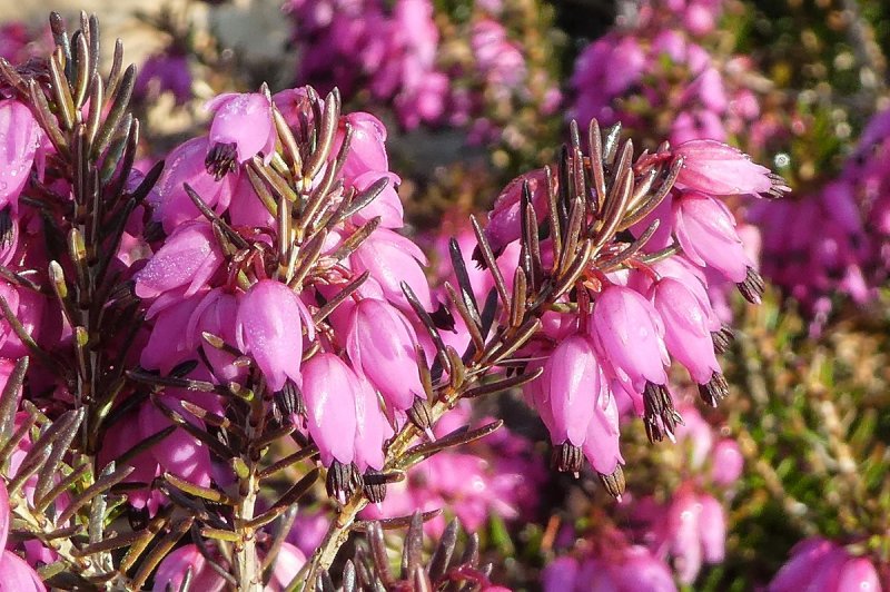 Erica carnea Lohse's Rubinfeuer