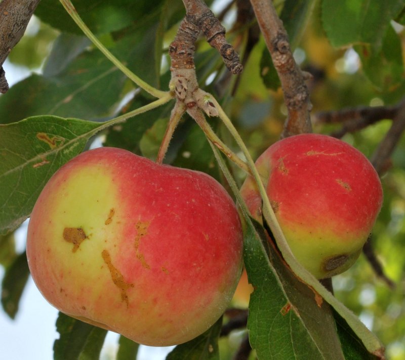 Яблоня Сиверса (Malus sieversii)