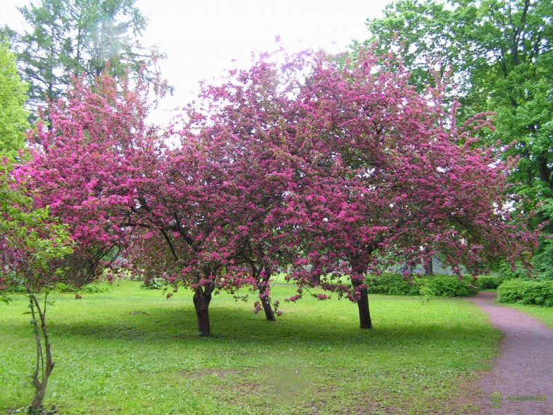 Malus sieversii