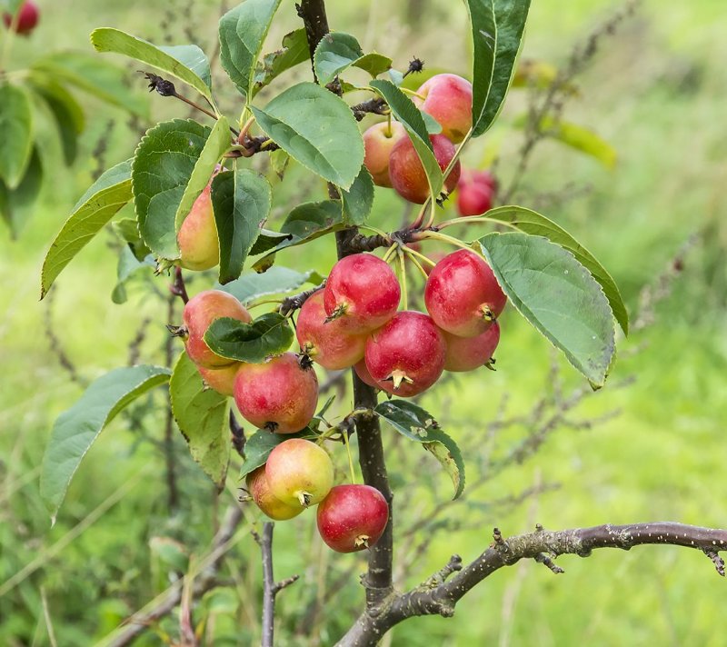 Malus Nora яблоня