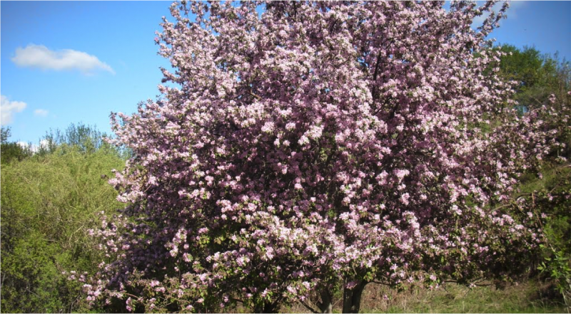 Яблоня Сибирская , Сиверса