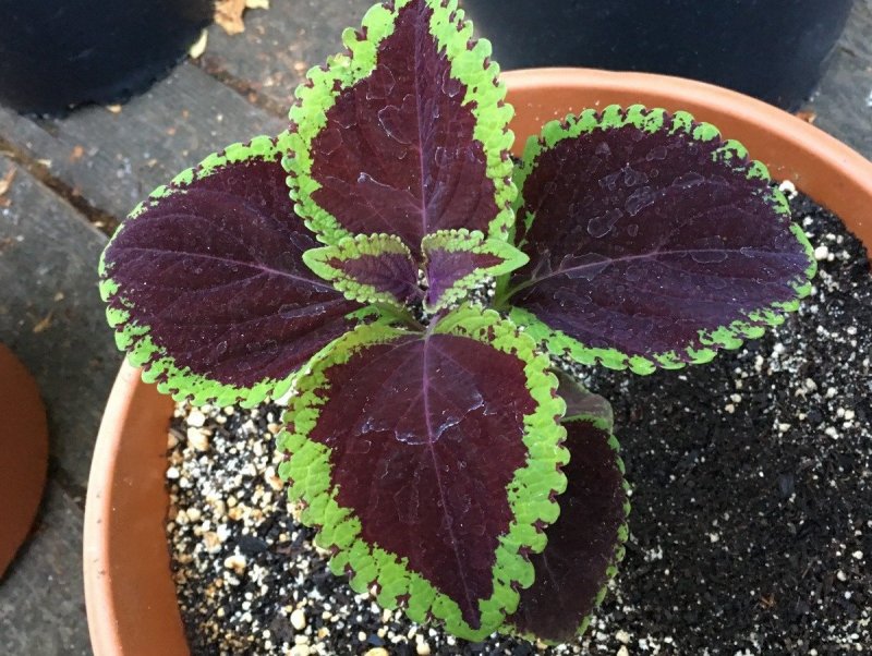 Колеус Coleus Juliet Quartermain