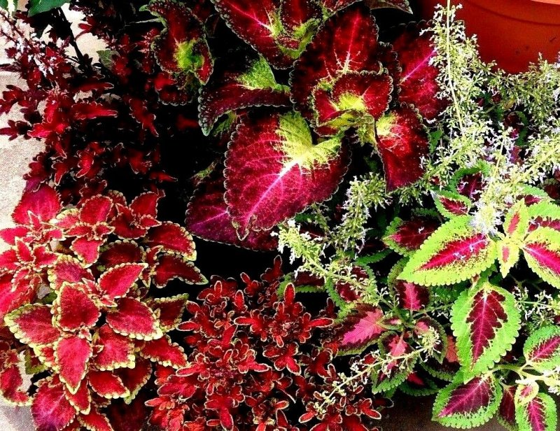 Колеус Coleus Juliet Quartermain