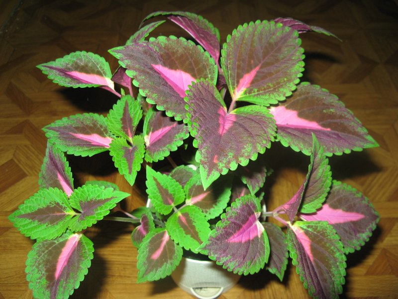 Колеус Red Croton