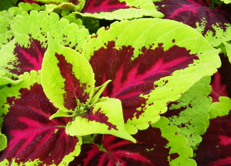 Колеус Coleus October Wedding