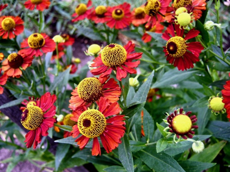 Гелениум осенний (Helenium autumnale).