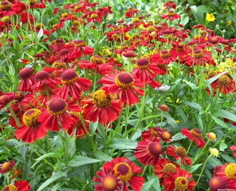 Гелениум Helenium Ruby Charm