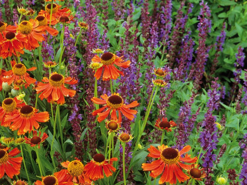 Гелениум гибридный (Helenium)