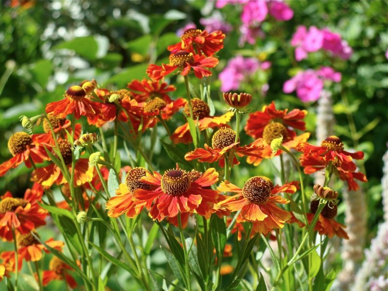 Гелениум гибридный (Helenium)