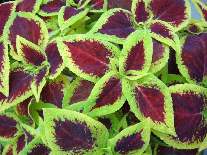 Колеус Red Croton