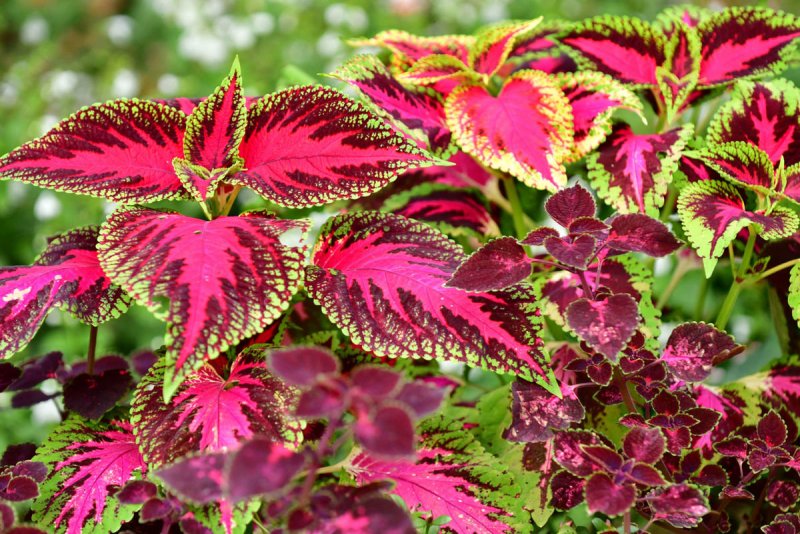 Колеус Coleus Combat