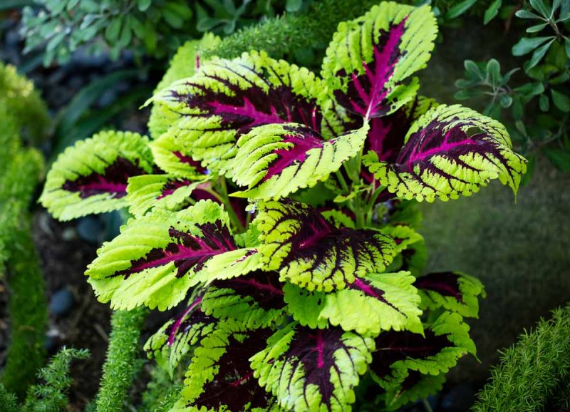 Колеус Coleus Combat