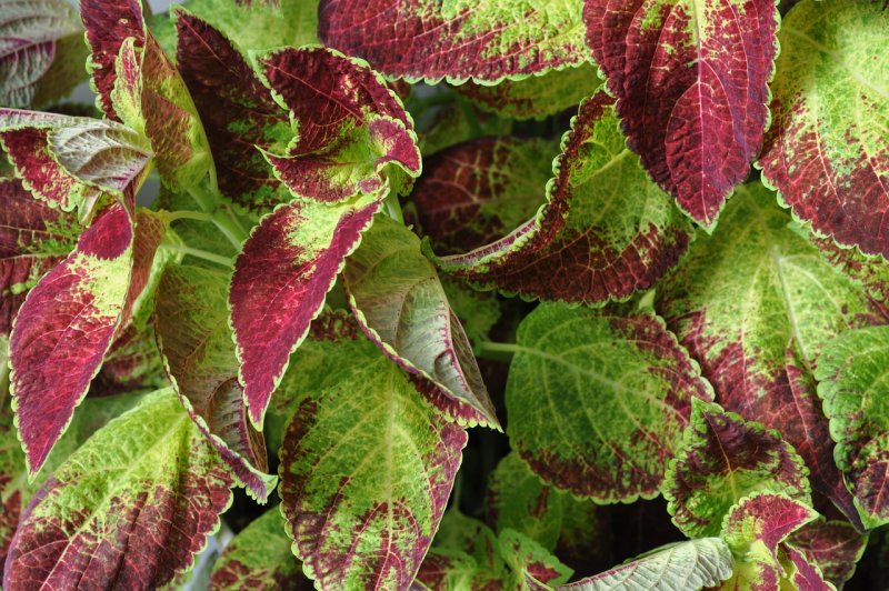 Coleus Forskohlii колеус форсколин