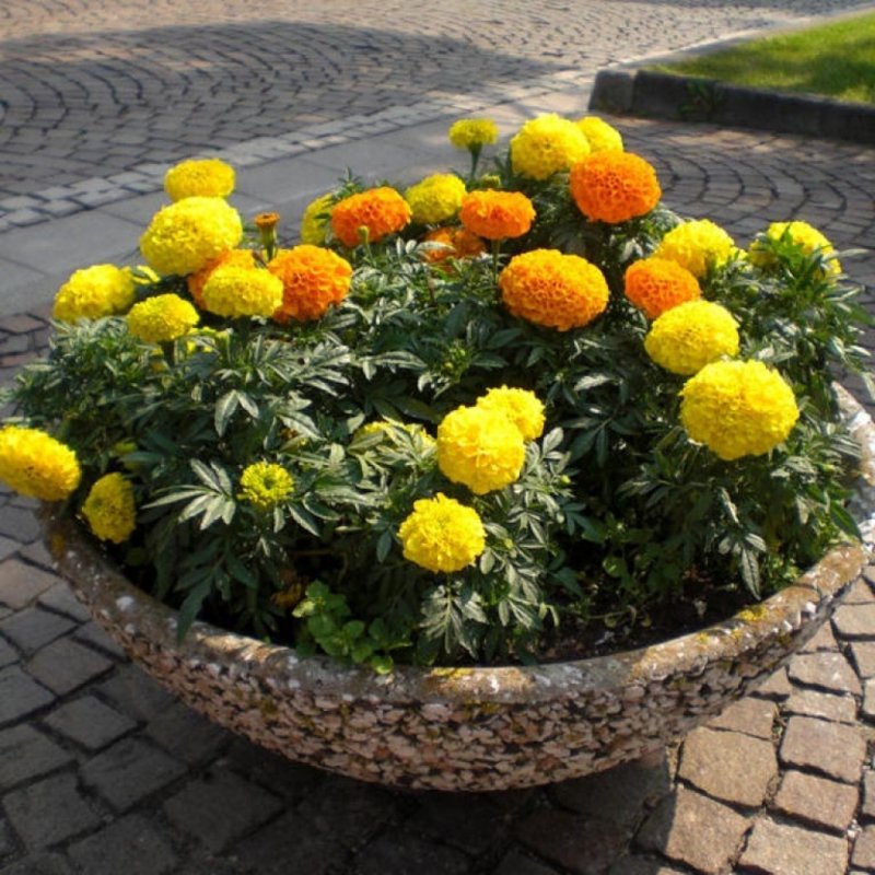 Бархатцы Марокко