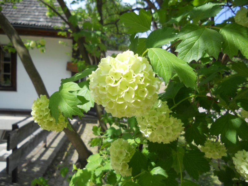 Калина бульденеж стрижка формующая