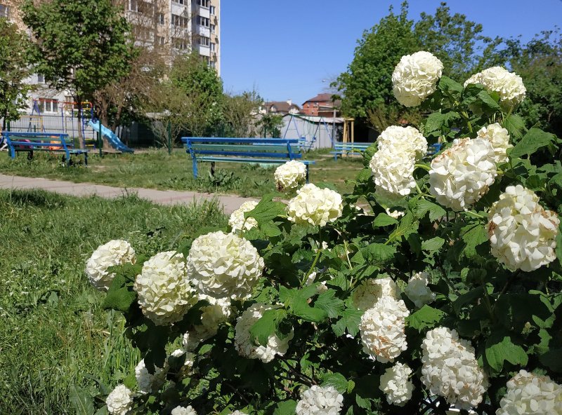 Калина бульденеж Живая изгородь