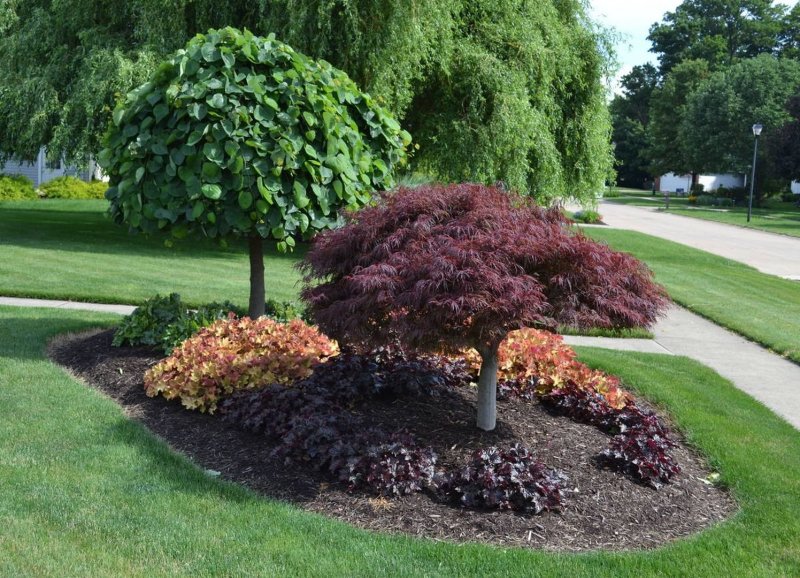 Acer palmatum 'Trompenburg'