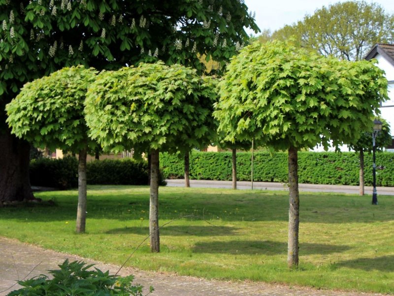 Acer palmatum 'Red Emperor'
