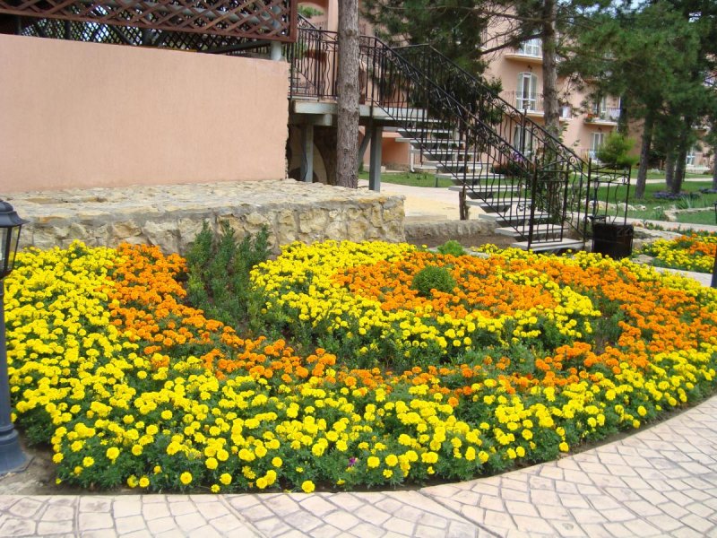 Моноклумба клумба