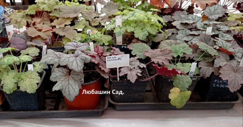 Гейхера с розами