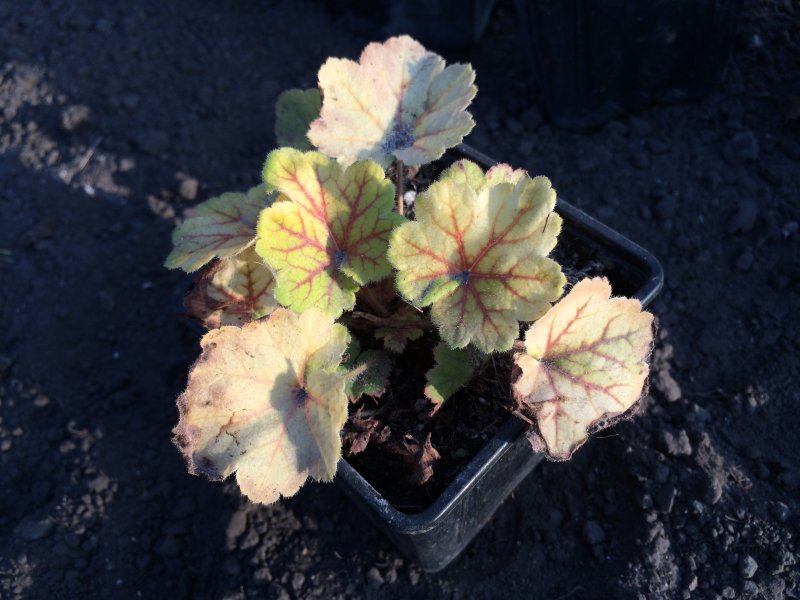 Heuchera 'Binoche'