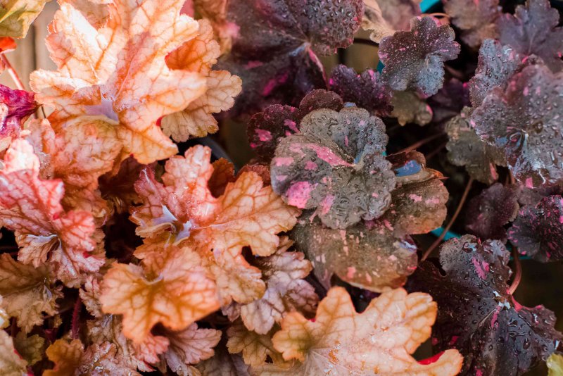 Гейхера Heuchera World Caffé™ Shakerato